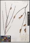 Foto von Salix caesia Vill.